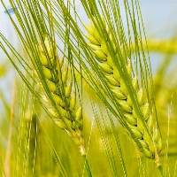 Pšenica, jačmeň a raž