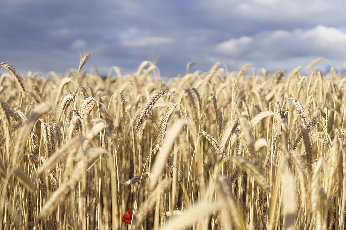Pšenica sa používa na výrobu chleba